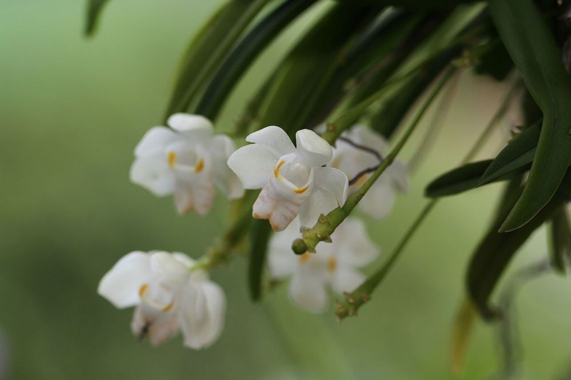 臺灣風蘭-花朵