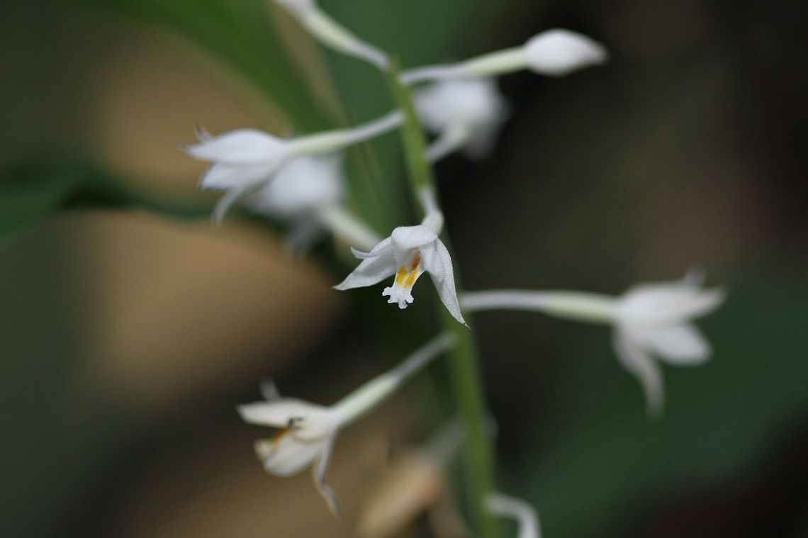 白花肖頭蕊蘭-花朵