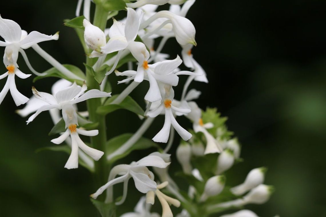 白鶴蘭-花朵