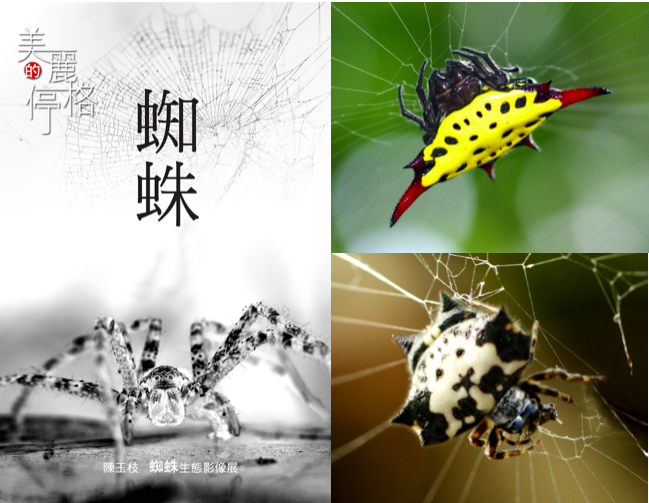 陳玉枝．蜘蛛生態影像展