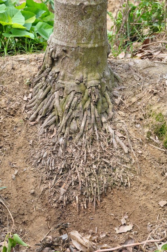 檳榔根淺，團網型根狀