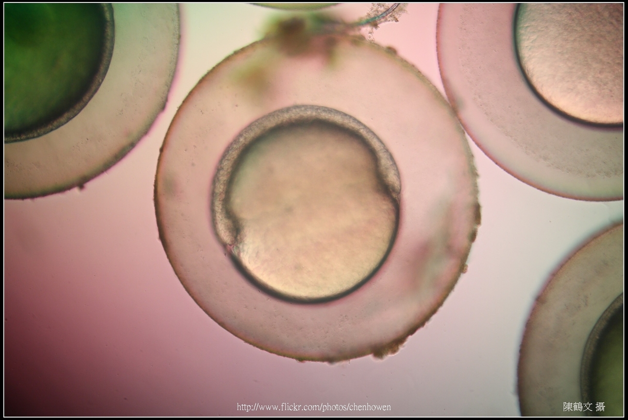 Zebrafish Embryo in pH4 media at 10.5 hpf _03