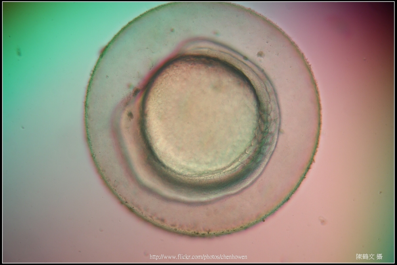 Zebrafish Embryo in pH4 media at 12 hpf _01