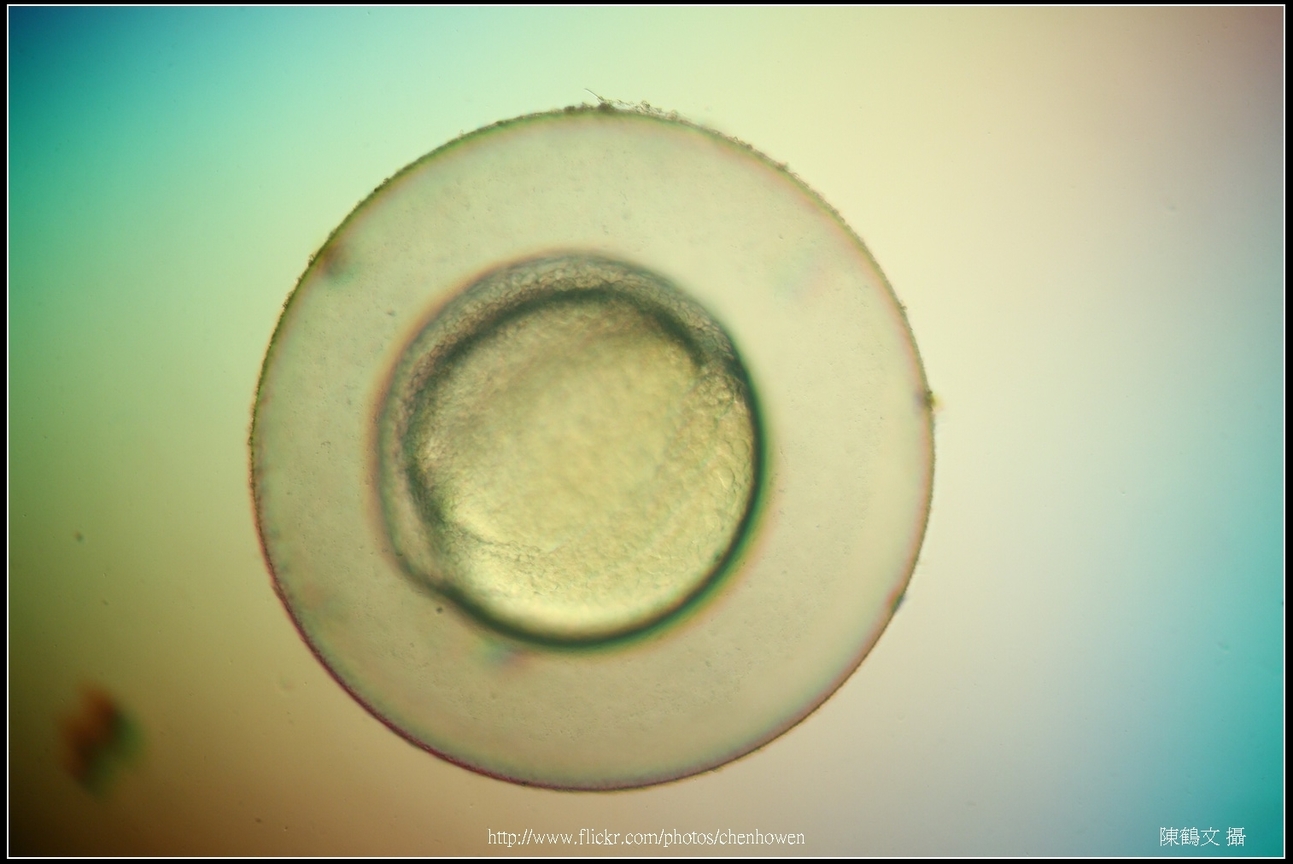 Zebrafish Embryo in pH4 media at 10.5 hpf _02
