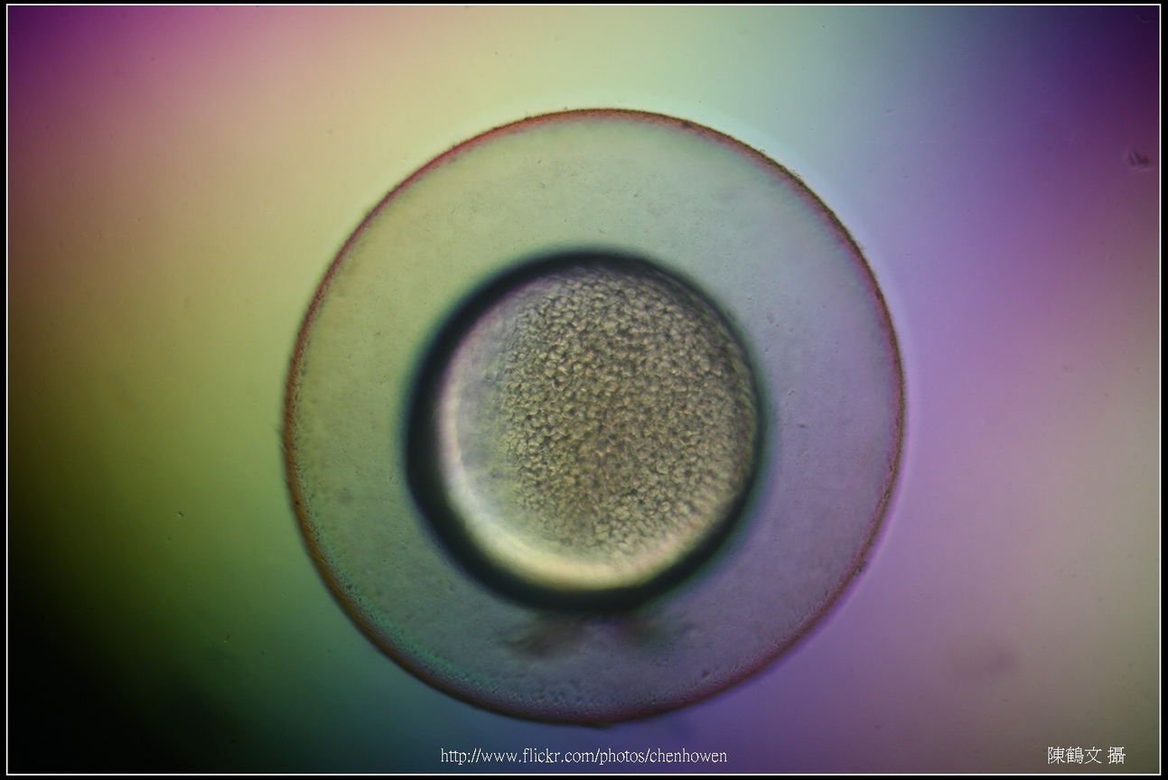 Zebrafish Embryo in pH4 media at 9.5 hpf _02