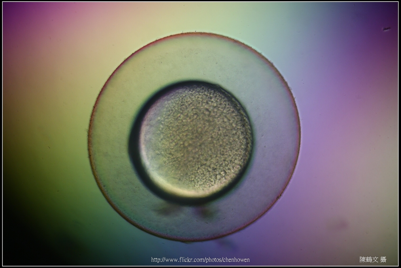 Zebrafish Embryo in pH4 media at 9.5 hpf _03