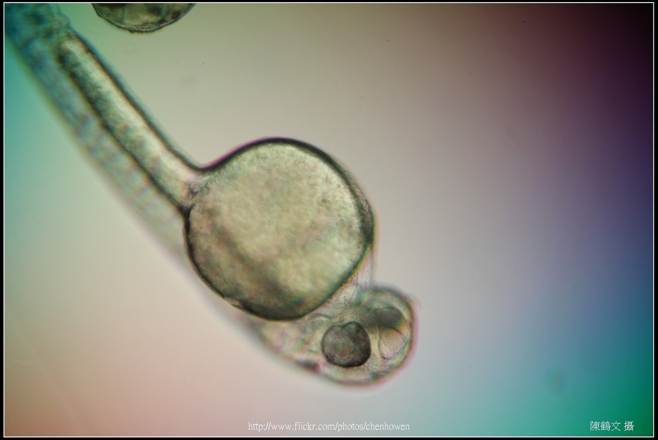 Zebrafish Embryo in pH4 media at 96 hpf _02