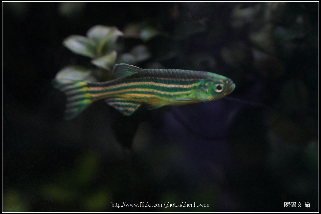 螢光斑馬魚_0381_Fluorescent Zebrafish.jpg