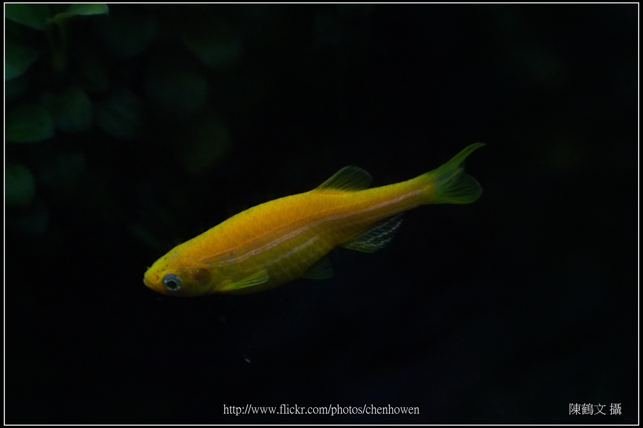 螢光斑馬魚_0364_Fluorescent Zebrafish.jpg