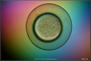 Zebrafish Embryo in pH4 media at 9.5 hpf _01