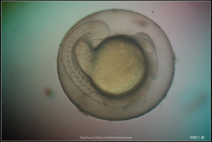 Zebrafish Embryo in pH4 media at 25 hpf _01