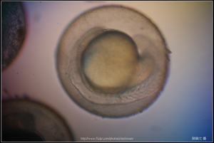 Zebrafish Embryo in pH4 media at 25 hpf _02