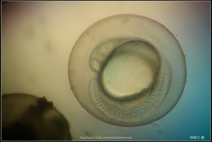 Zebrafish Embryo in pH4 media at 31 hpf _01