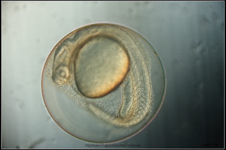 斑馬魚胚胎發育照片集