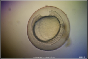 Zebrafish Embryo in pH4 media at 25 hpf _03