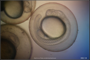 Zebrafish Embryo in pH4 media at 31 hpf _02