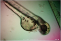 Zebrafish Embryo in pH4 media at 84 hpf _03