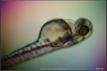 Zebrafish Embryo in pH4 media at 96 hpf _03