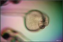 Zebrafish Embryo in pH4 media at 96 hpf _01