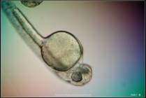 Zebrafish Embryo in pH4 media at 96 hpf _0