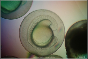 Zebrafish Embryo in pH4 media at 22 hpf _02