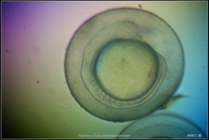 Zebrafish Embryo in pH4 media at 18 hpf _01