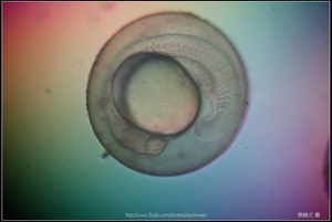Zebrafish Embryo in pH4 media at 18 hpf _03