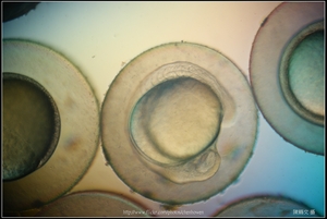 Zebrafish Embryo in pH4 media at 14 hpf _02