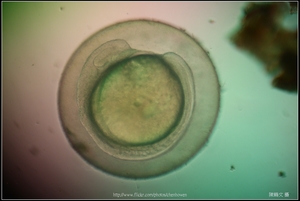 Zebrafish Embryo in pH4 media at 16 hpf _03