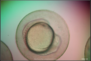 Zebrafish Embryo in pH4 media at 12 hpf _02