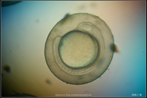 Zebrafish Embryo in pH4 media at 18 hpf _02
