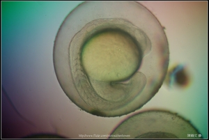 Zebrafish Embryo in pH4 media at 22 hpf _01