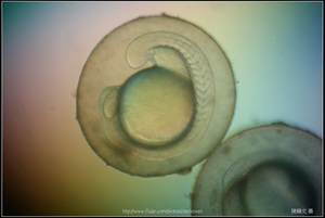 Zebrafish Embryo in pH4 media at 16 hpf _01