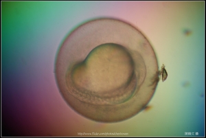 Zebrafish Embryo in pH4 media at 16 hpf _02