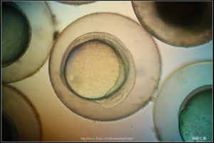 Zebrafish Embryo in pH4 media at 14 hpf _03