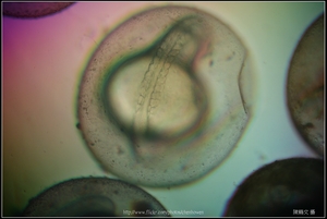 Zebrafish Embryo in pH4 media at 22 hpf _03