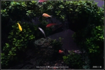 螢光斑馬魚_0002_Fluorescent Zebrafish.jpg