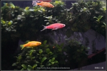 螢光斑馬魚_0004_Fluorescent Zebrafish.jpg