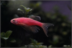 螢光斑馬魚_0361_Fluorescent Zebrafish.jpg