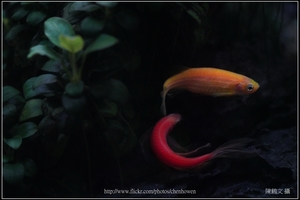 螢光斑馬魚_0368_Fluorescent Zebrafish.jpg