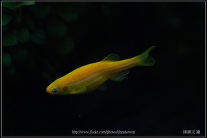 螢光斑馬魚_0364_Fluorescent Zebrafish.jpg