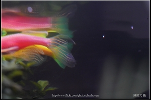 螢光斑馬魚_0363_Fluorescent Zebrafish.jpg