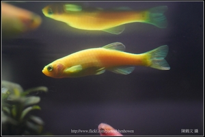 螢光斑馬魚_0360_Fluorescent Zebrafish.jpg