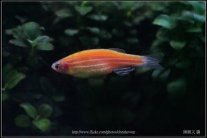 螢光斑馬魚_0358_Fluorescent Zebrafish.jpg