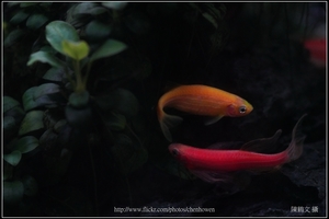 螢光斑馬魚_0367_Fluorescent Zebrafish.jpg