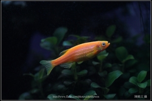 螢光斑馬魚_0366_Fluorescent Zebrafish.jpg