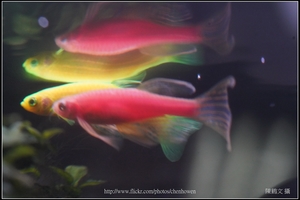 螢光斑馬魚_0362_Fluorescent Zebrafish.jpg