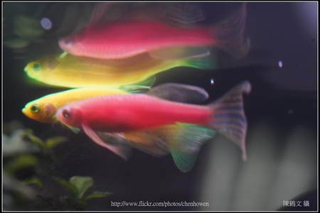 螢光斑馬魚_Fluorescent Zebrafish