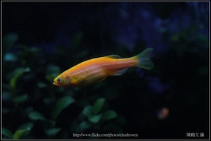 螢光斑馬魚_0365_Fluorescent Zebrafish.jpg