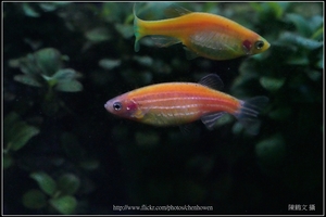 螢光斑馬魚_0357_Fluorescent Zebrafish.jpg